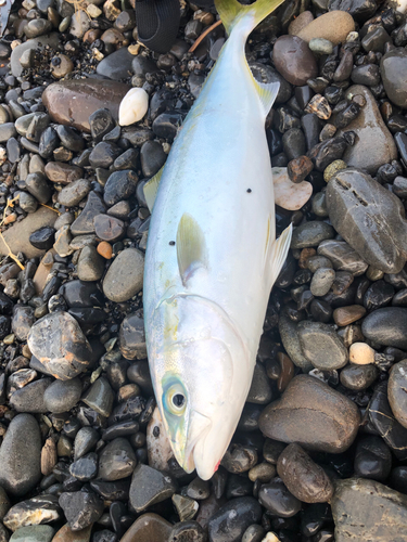 イナダの釣果