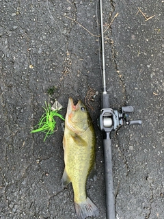 ブラックバスの釣果