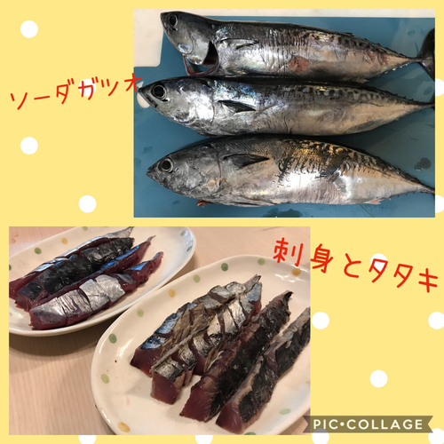 ワカシの釣果