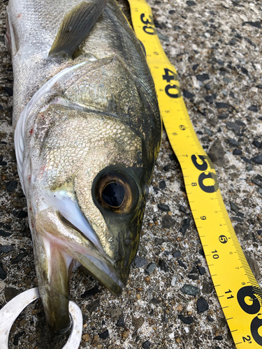 スズキの釣果