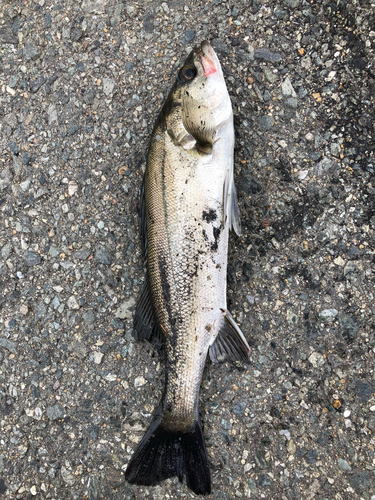 フッコ（マルスズキ）の釣果