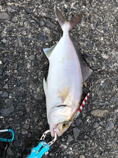 ショゴの釣果