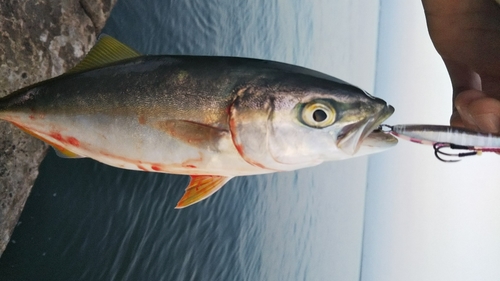 ワカシの釣果