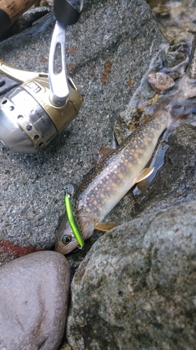 イワナの釣果