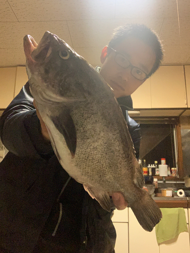 クロソイの釣果