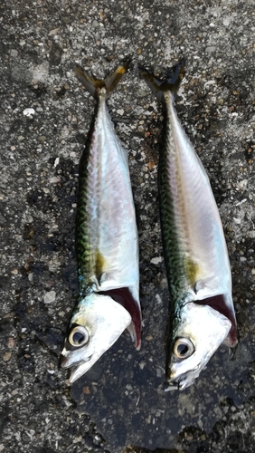 サバの釣果