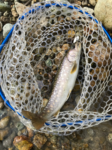 イワナの釣果