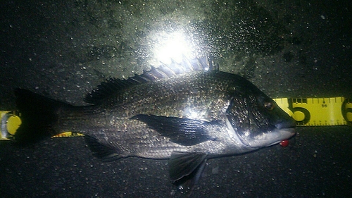 クロダイの釣果