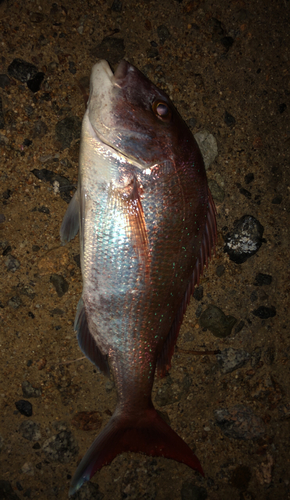 タイの釣果