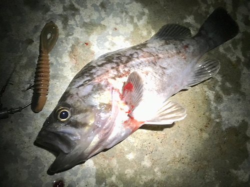 クロソイの釣果