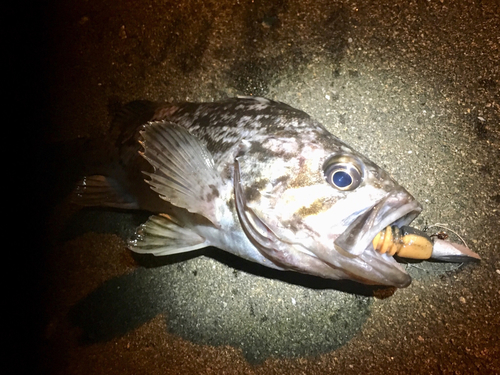 クロソイの釣果