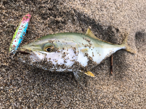 ワカシの釣果