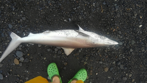 サメの釣果