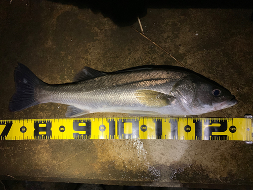 フッコ（マルスズキ）の釣果