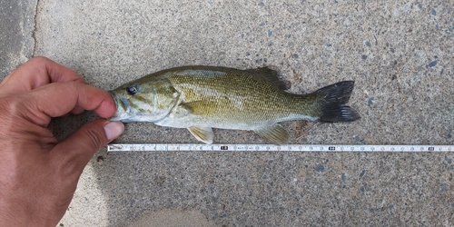 スモールマウスバスの釣果