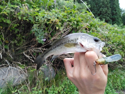 ラージマウスバスの釣果