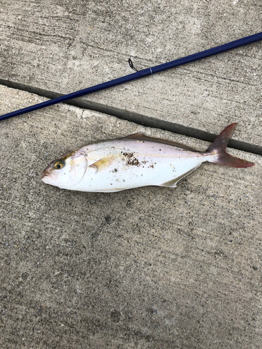 ショゴの釣果