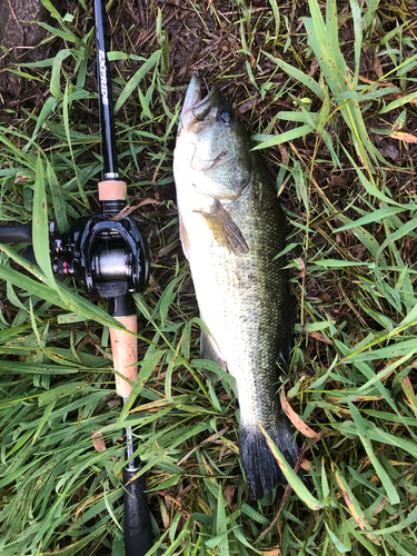 ブラックバスの釣果