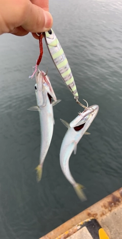 サバの釣果