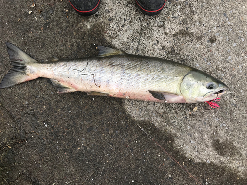 サケの釣果