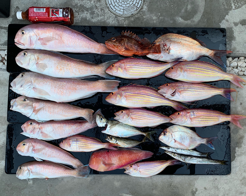 シロアマダイの釣果