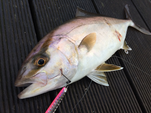 ショゴの釣果