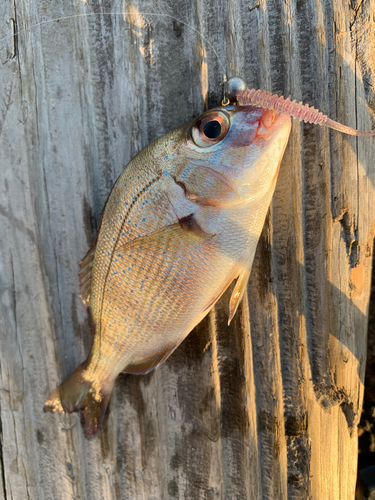 コダイの釣果