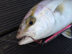 ショゴの釣果