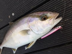 ショゴの釣果