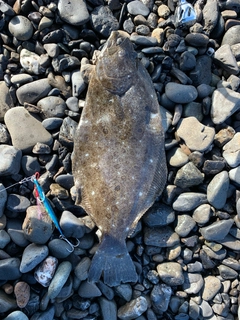 ソゲの釣果