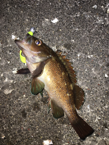 エゾメバルの釣果