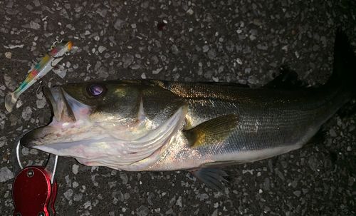 フッコ（マルスズキ）の釣果