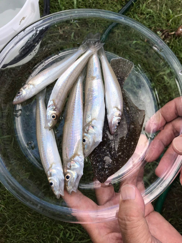 シロギスの釣果