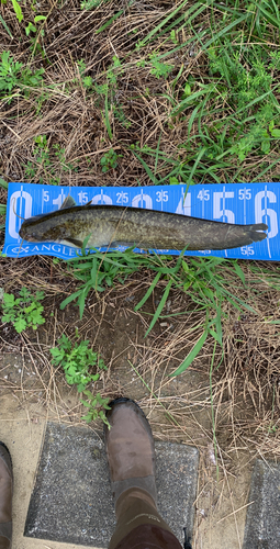 ナマズの釣果