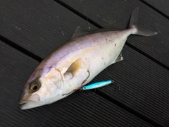 ショゴの釣果