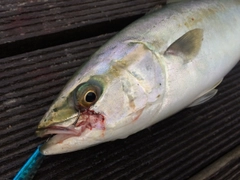 ワカシの釣果