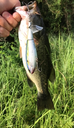 ブラックバスの釣果