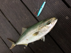 ワカシの釣果