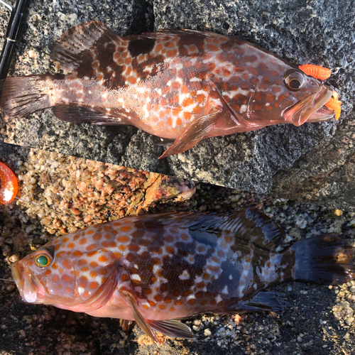 アコウの釣果