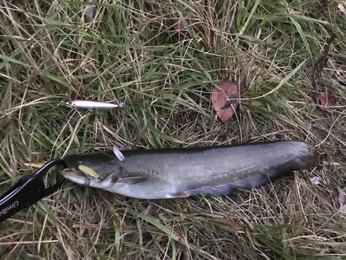 アメリカナマズの釣果