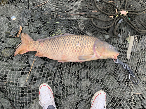 コイの釣果