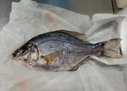 ウミタナゴの釣果