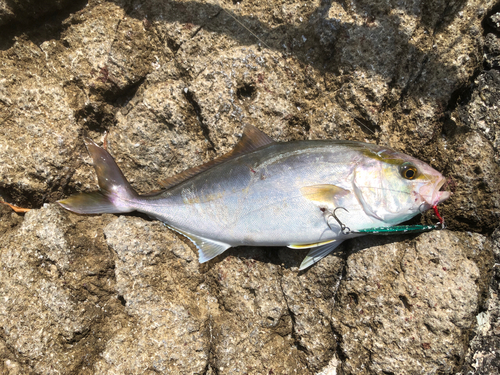 ショゴの釣果