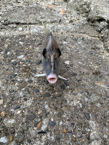 ギマの釣果