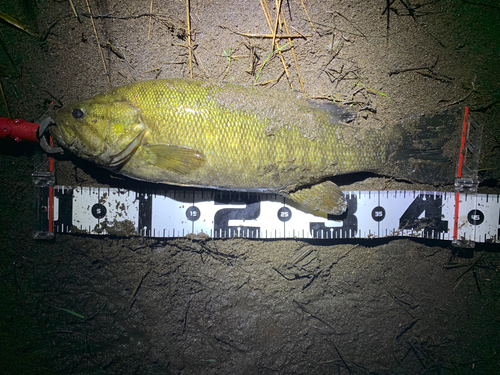 スモールマウスバスの釣果