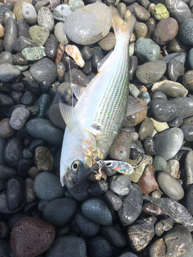 コノシロの釣果