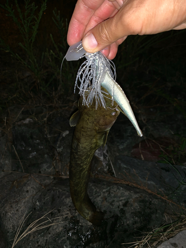 ナマズの釣果