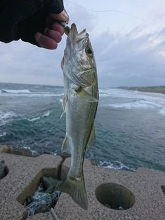 セイゴ（マルスズキ）の釣果