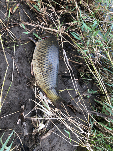 コイの釣果