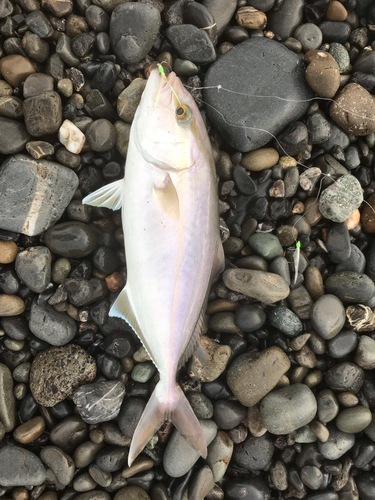 カンパチの釣果